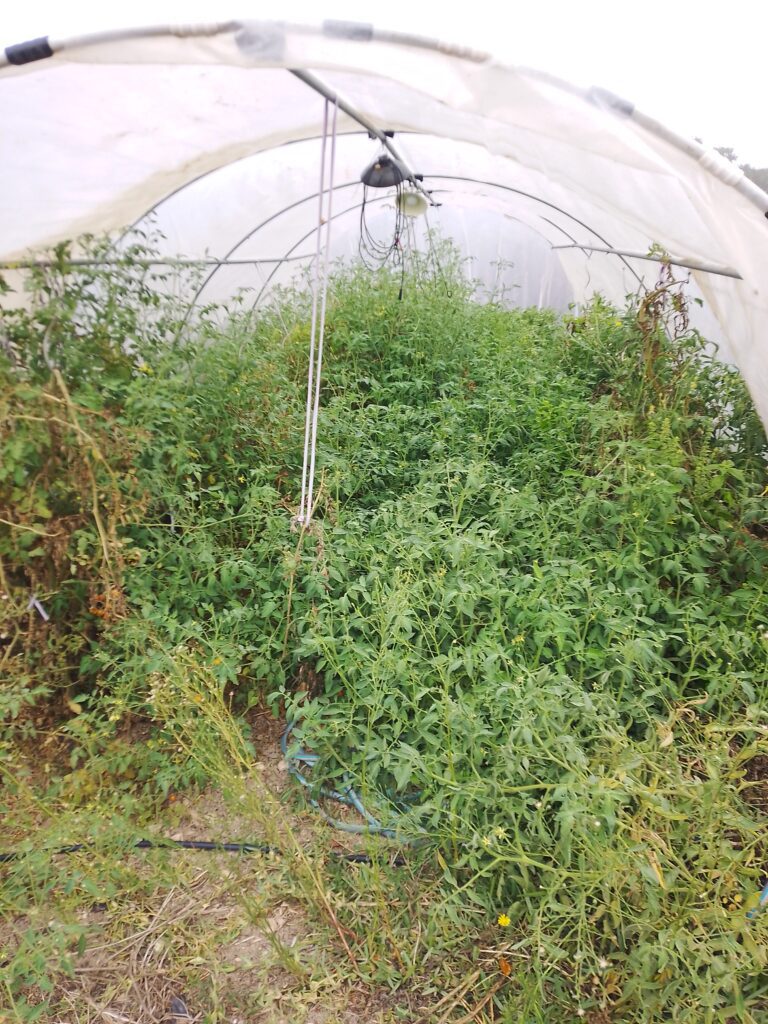 Dicht überwuchertes Gewächshaus mit Tomatenpflanzen