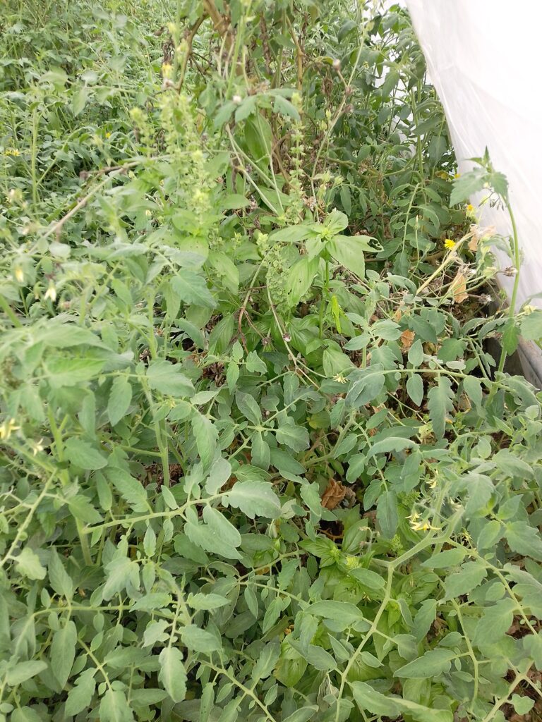 Hüfthoher Basilikum zwischen dicht gewachsenen Tomatenpflanzen