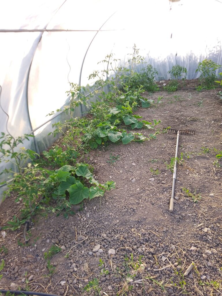 Junge Tomaten- und Gurkenpflanzen im Gewächshaus mit freiem Mittelgang