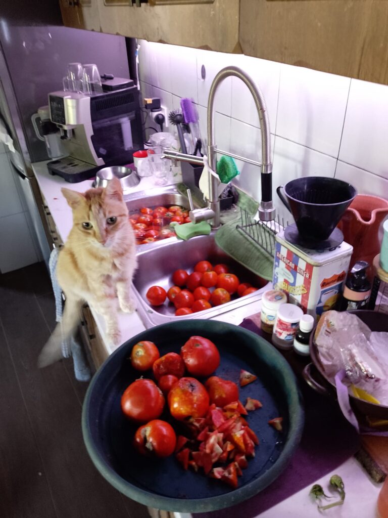 Große Tomatenernte in der Küche mit Katze neben der Spüle
